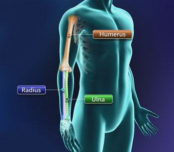 Humerus, Upper Arm, Shoulder Joint, & Arm Bone